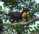 Taira with Mango